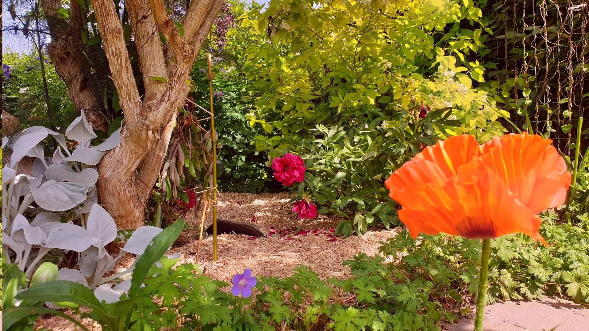 Gite Les Coquelicots Proche Mer Paimpol Francie